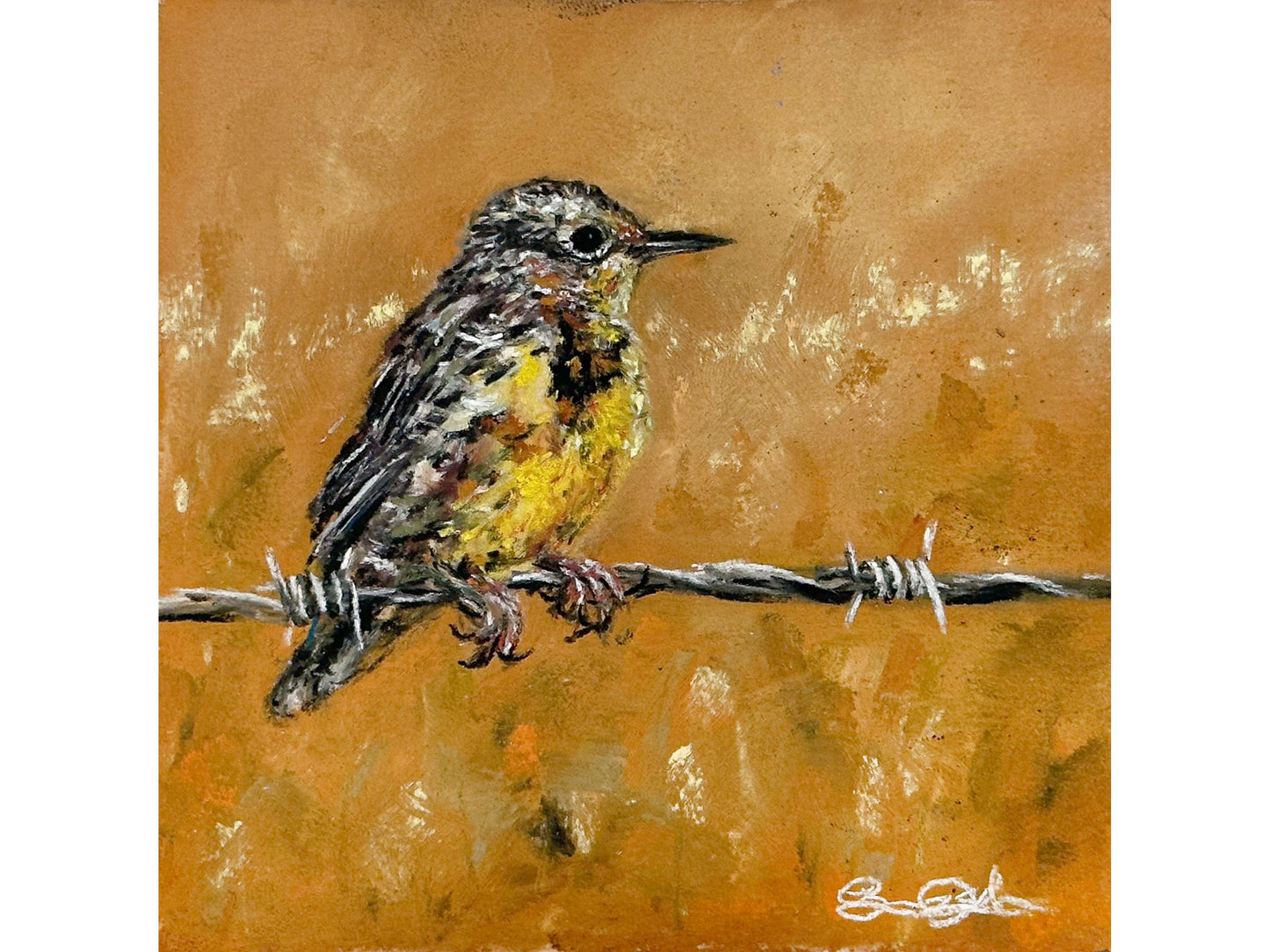 Barbed Meadowlark