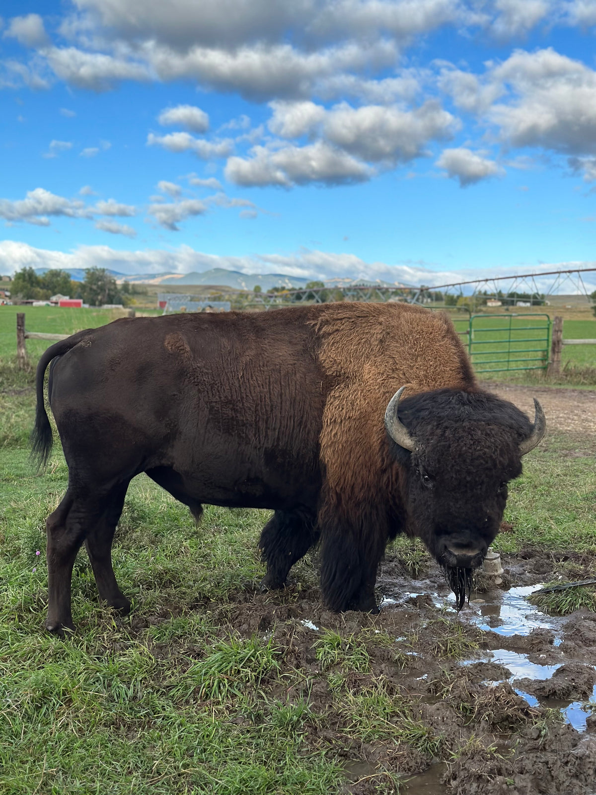Big Horn Bison Ranch