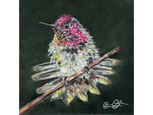 Anna's Hummingbird