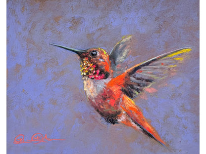 Rufous Hummingbird