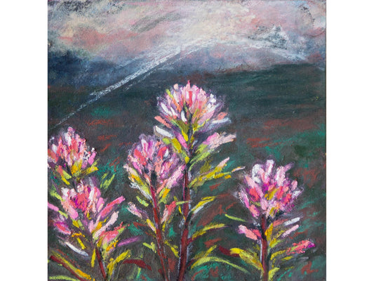 Indian Paintbrush Light Pink