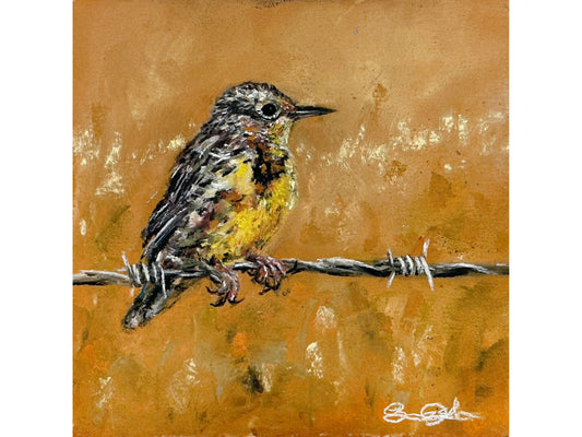 Barbed Meadowlark