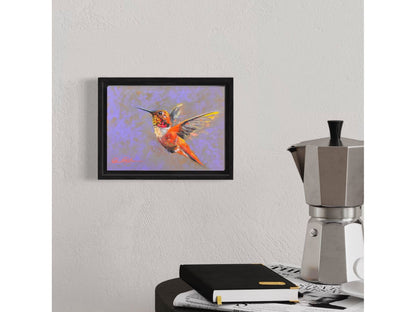 Rufous Hummingbird