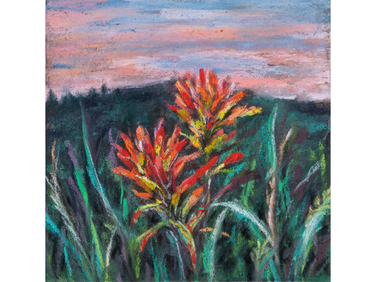 Indian Paintbrush Red Orange