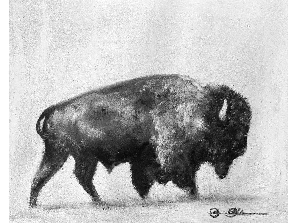 Big Horn Bison Black and White
