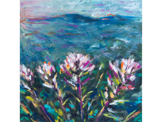 Indian Paintbrush White and Pink